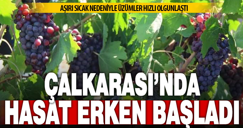 Aşırı sıcak hava nedeniyle Çalkarası’nda hasat erken başlattı