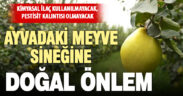 Ayvada meyve sineği zararını önlemek için üreticiye doğal tuzak dağıtıldı