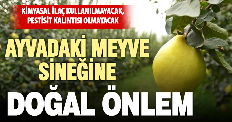 Ayvada meyve sineği zararını önlemek için üreticiye doğal tuzak dağıtıldı
