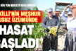 Susuz yetişen meşhur Bekilli üzümünde hasat zamanı