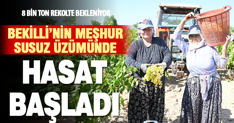 Susuz yetişen meşhur Bekilli üzümünde hasat zamanı