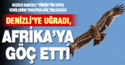Bozkır Kartalı ‘Yörük’ göç yolunda Denizli’ye de uğradı