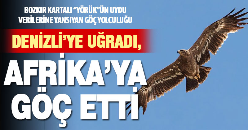 Bozkır Kartalı ‘Yörük’ göç yolunda Denizli’ye de uğradı
