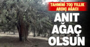 Baklan’daki tahmini 700 yıllık ardıç ağacı için tescil başvurusu yapıldı