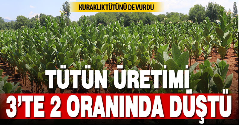 Tütün üretimi 3’te 2 oranında düştü
