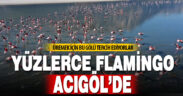 Yüzlerce flamingo Acıgöl’de
