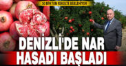 Denizli’de nar hasadı başladı