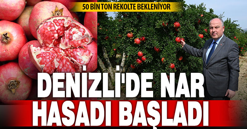 Denizli’de nar hasadı başladı