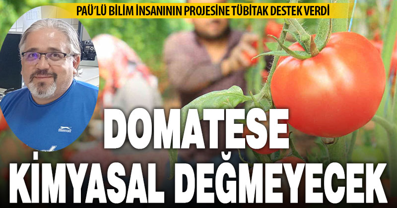 Domates zararlısı kırmızı örümcek ile moleküler mücadele projesine TÜBİTAK’tan destek