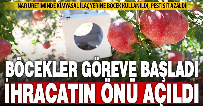 Biyolojik mücadele ile pestisit miktarı azalan Denizli Narında ihracatın önü açıldı