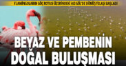 Kuş cenneti Acıgöl’de flamingoların göç yolculuğu başladı