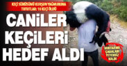 Tavas’ta keçi sürüsüne cani saldırı