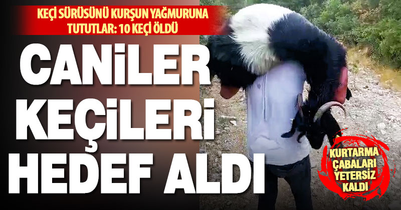 Tavas’ta keçi sürüsüne cani saldırı