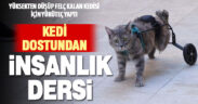 Denizlili kedi dostu Şahin Bozdağ, felç kalan kedisine tekerlekli yürüteç yaptı