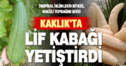 Kaklıklı çiftçi, tropikal bitki lif kabağı yetiştirdi
