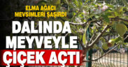 Dallarında meyvesi olan ağaç tekrar çiçek açtı