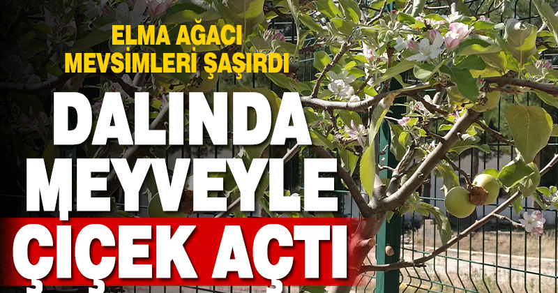 Dallarında meyvesi olan ağaç tekrar çiçek açtı