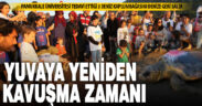 Yaralı 3 deniz kaplumbağası tedavi edildi, denizle buluşurken tören düzenlendi