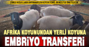 Güçlü Afrika koyunundan alınan embriyolar, yerli taşıyıcı anne koyunlara transfer edildi