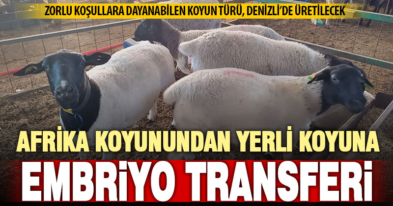 Güçlü Afrika koyunundan alınan embriyolar, yerli taşıyıcı anne koyunlara transfer edildi