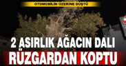 İki asırlık ağacın dalı rüzgarın etkisiyle aracın üzerine devrildi