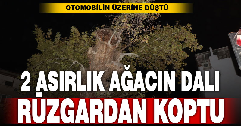 İki asırlık ağacın dalı rüzgarın etkisiyle aracın üzerine devrildi