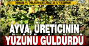 Hasadı başlayan ayva, üreticisinin yüzünü güldürdü