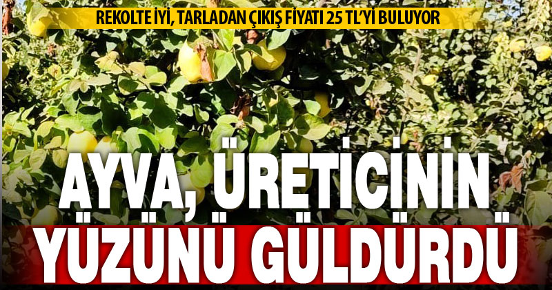 Hasadı başlayan ayva, üreticisinin yüzünü güldürdü