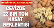 Denizli’de ceviz hasadı başladı