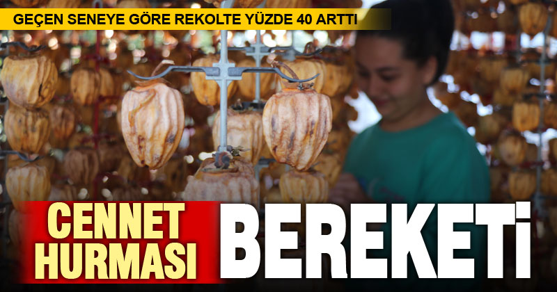 Cennet hurmasında verim yüzde 40 arttı