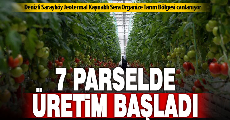 Sarayköy Organize Tarım Bölgesi’nde 7 sera parselinde üretim başladı