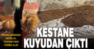 Buldan kestanesi, kuyudan çıktı, tezgahta yerini aldı