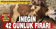 Firari inek 42 günlük takibin ardından yakalandı