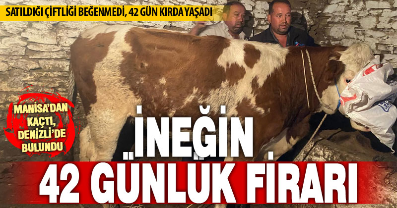 Firari inek 42 günlük takibin ardından yakalandı
