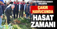 Denizli’nin havuç deposu Çakır’da hasat başladı