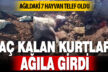 Aç kalan kurtlar ağıla girdi