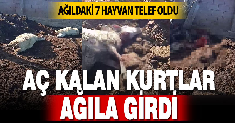 Aç kalan kurtlar ağıla girdi