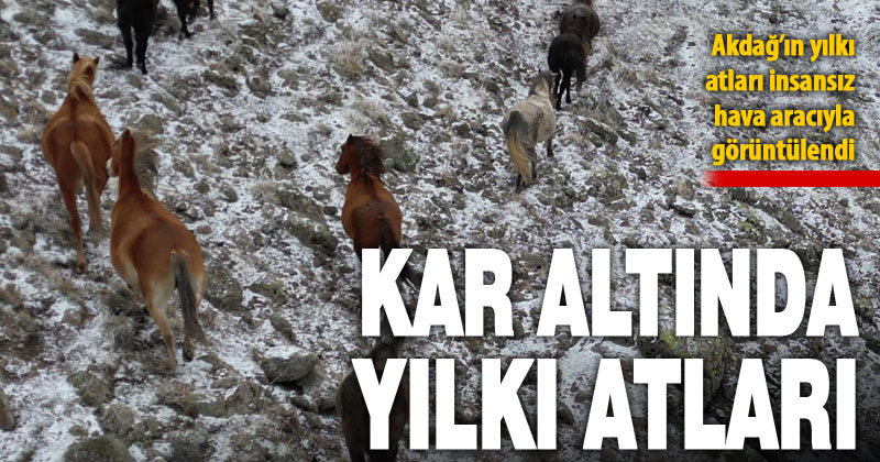 Akdağ’ın yılkı atları kar altında görüntülendi