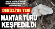 Türkiye’de yetişen ‘Entoloma’ türü 4 yeni mantar keşfedildi