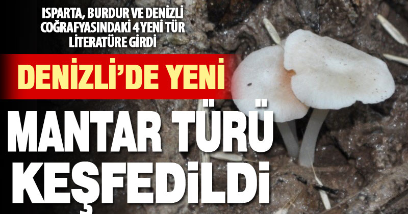Türkiye’de yetişen ‘Entoloma’ türü 4 yeni mantar keşfedildi