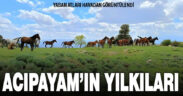 Acıpayam’ın yılkı atları havadan görüntülendi