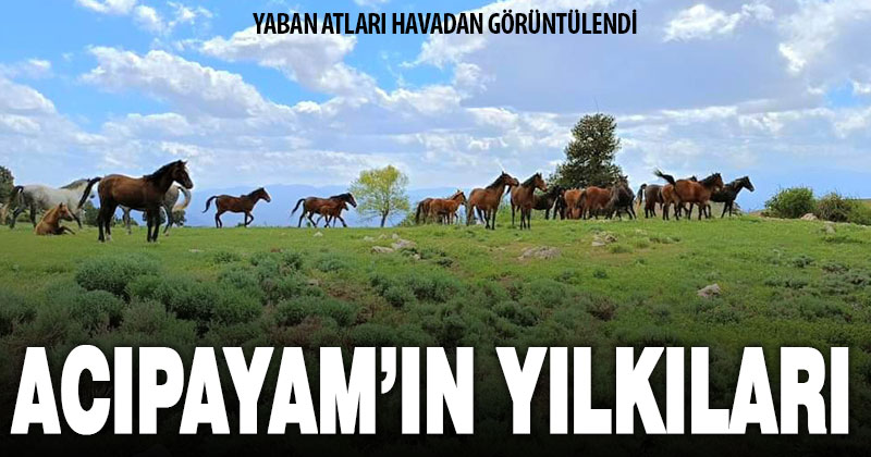 Acıpayam’ın yılkı atları havadan görüntülendi