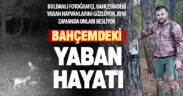Bahçesindeki yaban hayatı aktivitesini canlı izliyor