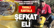 Tarlasında bulduğu yaralı kartala sahip çıktı