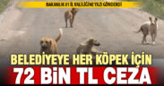 Tarım ve Orman Bakanlığı 81 il valiliğine sokak hayvanları için yazı gönderdi