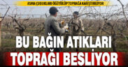 Asmalardan budanan çubuklar gübreye dönüşüyor