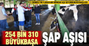 Denizli’de ilkbahar döneminde 254 bin 310 büyükbaş hayvana şap aşısı yapılıyor