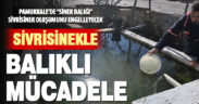 Pamukkale Belediyesi’nden sivrisinekle mücadelede balıklı yöntem