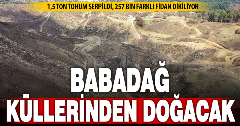 Babadağ’da yangından etkilenen alanlarda yenileme çalışmaları başladı
