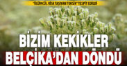 Belçika, “ölümcül riskli” gördüğü kekikleri iade etti